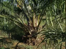 Palmöl – Hintergründe und Alternativen
