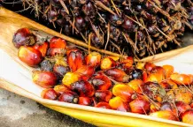Palmöl – Hintergründe und Alternativen