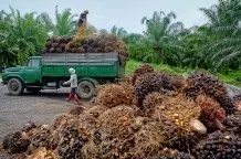 Palmöl – Hintergründe und Alternativen