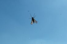 Bei Insektenstichen: Wasser und Speisenatron