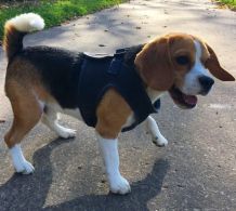 Gute Vorsätze für Hundebesitzer - Vorsätze für 2020