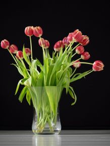 Lange Freude an Tulpen