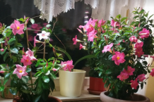 Dipladenia vermehren