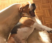 Hundepension: Darauf sollte geachtet werden