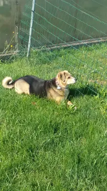 Hundepension: Darauf sollte geachtet werden