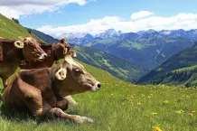 Das wunderschöne Allgäu im #ReiseMontag