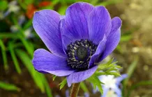 Blumenkalender und essbare Blumen