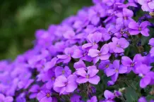 Blumenkalender und essbare Blumen