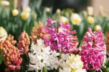 Blumenkalender und essbare Blumen