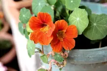 Blumenkalender und essbare Blumen
