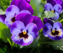 Blumenkalender und essbare Blumen