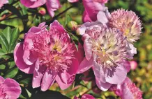 Blumenkalender und essbare Pflanzen Teil 2: Weitere Frühlingsboten