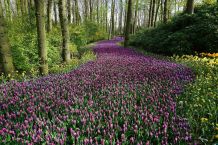 Blumenkalender und essbare Pflanzen Teil 2: Weitere Frühlingsboten