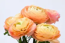 Blumenkalender und essbare Pflanzen Teil 2: Weitere Frühlingsboten