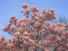 Blumenkalender und essbare Pflanzen Teil 2: Weitere Frühlingsboten