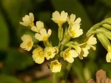 Blumenkalender und essbare Pflanzen Teil 2: Weitere Frühlingsboten