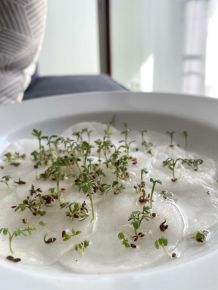 Kresse säen auf Wattepads