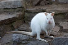 6 beeindruckende Tiere, die unsere Erde bevölkern #FunFriday
