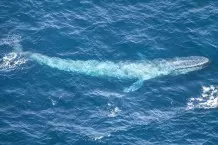 Der Blauwal ist mit einer Körperlänge von bis zu 33 Metern das größte Tier, das jemals auf der Erde gelebt hat.