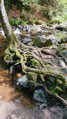 Schwarzwald: Ausflugsziele und Wandertipps #ReiseMontag