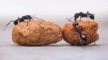 Ameisen mögen als einzelnes Tier nicht besonders viel schaffen, doch in der Gruppe bringen die kleinen Insekten Großes zustande.