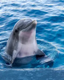 Die 6 intelligentesten Tiere der Welt #FunFriday