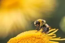 Ohne sie gäbe es kein Leben: Unsere Welt ist auf Bienen angewiesen, da sie als Bestäuber dafür sorgen, dass Pflanzen und somit die Nahrungsgrundlage für viele Lebewesen wachsen und gedeihen.