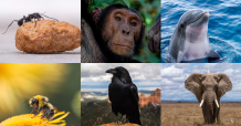 Die 6 intelligentesten Tiere der Welt #FunFriday