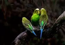 Papageien sind sehr redselige Vögel: Eines der bekanntesten Exemplare, Graupapagei Alex, konnte sich 200 Wörter merken und knapp 500 verstehen!