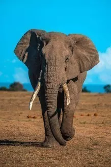 Elefanten haben nicht nur das größte Hirn aller Lebewesen, sondern auch das beste Gedächtnis der Tierwelt: Sie merken an Stimme oder Geruch eines Menschen, ob dieser gut oder böse ist und können ihn dementsprechend meiden.