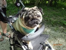 Milbenbefall beim Hund behandeln
