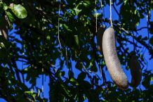 Lustige Pflanzen: Kennst du diese Pflanzennamen? #FunFriday
