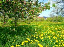 Streuobstwiese statt Obstgarten
