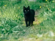 Schwarze Katzen wurden im Mittelalter als Handlanger und Begleiter des Bösen vermutet – und haben es heute schwerer, aus Tierheimen adoptiert zu werden. 
