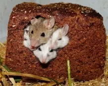 Mäusebefall mit Kammerjäger effektiv loswerden
