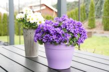 Blumentopf Test & Vergleich: 8 günstige Empfehlungen