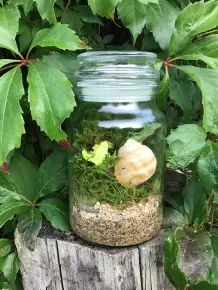 Ewiges Terrarium - ein eigenes kleines Ökosystem
