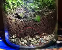Ewiges Terrarium - ein eigenes kleines Ökosystem