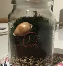 Ewiges Terrarium - ein eigenes kleines Ökosystem