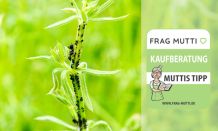 Ameisenbekämpfung Test & Vergleich 2021 ▷ 7 Empfehlungen