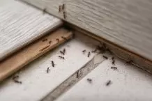 Ameisen ohne Gift aus der Wohnung vertreiben