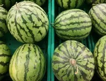 Die Wassermelone ist reif, wenn ihr Stiel nicht mehr grün, sondern braun und trocken ist.