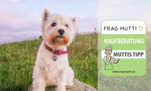Hundehalsband Test & Vergleich 2021: 6 günstige Empfehlungen