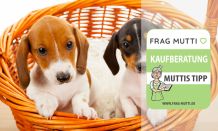 Hundekörbe Test & Vergleich 2021: 6 günstige Empfehlungen