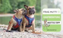 Hundegeschirr Test & Vergleich 2021: 6 günstige Empfehlungen