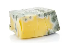 Warum essen Erwachsene so gerne Stinkekäse?