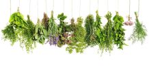 Natürliches Antibiotikum – 10 wirkungsvolle Heilpflanzen