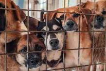 Weihnachtsengel gesucht: Gewinne eine Patenschaft für einen Tierheim-Dauergast