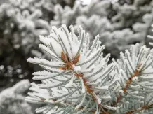 Warum frieren die Bäume im Winter nicht?