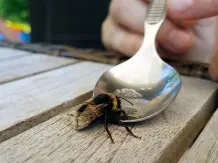 Können Hummeln eigentlich stechen?